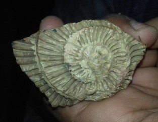 A fossil rock displayed at our hotel