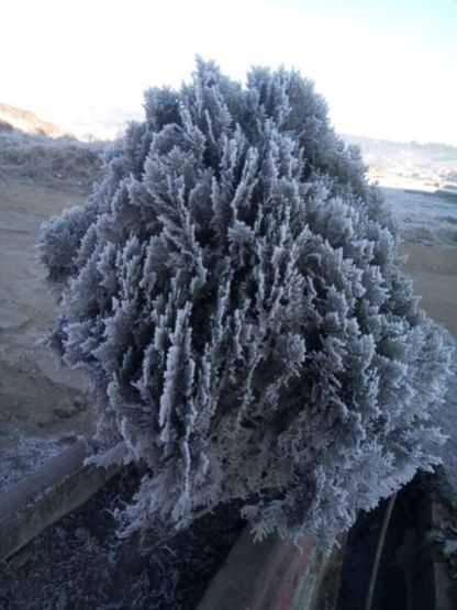 Pic 3: Another frost covered Pine tree